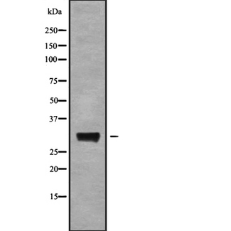 AQP6 / Aquaporin 6 Antibody - Western blot analysis of AQP6 using RAW264.7 whole cells lysates