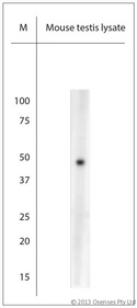 AQP8 / Aquaporin 8 Antibody - Rabbit antibody to AQP8 (10-50). WB on mouse testis lysate. Blocking with 0.5% LFDM for 30 min at RT; Primary antibody used at 1:1000 dilution incubated overnight at 4C.