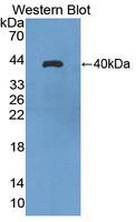 AQP8 / Aquaporin 8 Antibody - Western Blot; Sample: Recombinant protein.