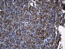 AQP8 / Aquaporin 8 Antibody - Immunohistochemical staining of paraffin-embedded Human pancreas tissue within the normal limits using anti-AQP8 mouse monoclonal antibody. (Heat-induced epitope retrieval by 1mM EDTA in 10mM Tris buffer. (pH8.5) at 120°C for 3 min. (1:2000)