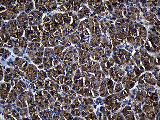 AQP8 / Aquaporin 8 Antibody - Immunohistochemical staining of paraffin-embedded Human pancreas tissue within the normal limits using anti-AQP8 mouse monoclonal antibody. (Heat-induced epitope retrieval by 1mM EDTA in 10mM Tris buffer. (pH8.5) at 120°C for 3 min. (1:2000)