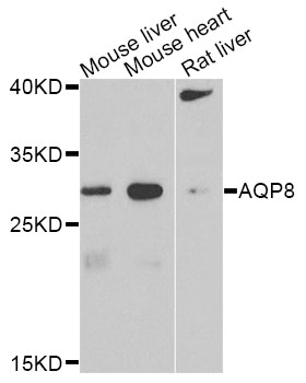 AQP8 / Aquaporin 8 Antibody - Western blot analysis of extracts of various cell lines.