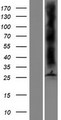 AQP8 / Aquaporin 8 Protein - Western validation with an anti-DDK antibody * L: Control HEK293 lysate R: Over-expression lysate