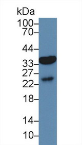 AQP9 / Aquaporin 9 Antibody - Western Blot; Sample: Human Liver lysate; Primary Ab: 3µg/ml Rabbit Anti-Mouse AQP9 Antibody Second Ab: 0.2µg/mL HRP-Linked Caprine Anti-Rabbit IgG Polyclonal Antibody