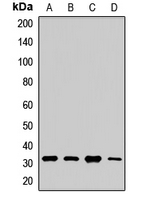 AQP9 / Aquaporin 9 Antibody