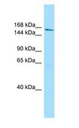 AQR Antibody - AQR antibody Western Blot of MCF7.  This image was taken for the unconjugated form of this product. Other forms have not been tested.