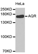 AQR Antibody - Western blot analysis of extracts of HeLa cells.