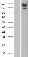 AQR Protein - Western validation with an anti-DDK antibody * L: Control HEK293 lysate R: Over-expression lysate