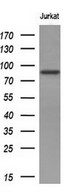AR / Androgen Receptor Antibody - Western blot analysis of extracts. (10ug) from 1 cell lines by using anti-AR monoclonal antibody. (1:200)