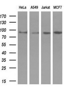 AR / Androgen Receptor Antibody - Western blot analysis of extracts. (10ug) from 4 different cell lines by using anti-AR monoclonal antibody. (1:200)