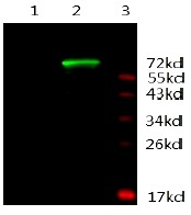 AR / Androgen Receptor Antibody - Immunodetection Analysis: Representative blot from a previous lot. Lane 1, protein BSA; Lane 2, recombinant protein AR; Lane 3, protein marker. The membrane blot was probed with anti-AR primary antibody (0.5µg/ ml). Proteins were visualized using a Donkey anti-mouse secondary antibody conjugated to IRDye 800CW detection system.