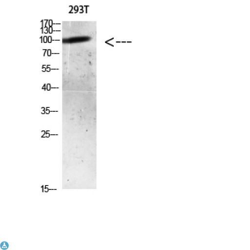 AR / Androgen Receptor Antibody - Western blot analysis of 293T lysate, antibody was diluted at 500. Secondary antibody was diluted at 1:20000.