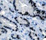 AR / Androgen Receptor Antibody - IHC of Androgen Receptor on FFPE Prostate tissue. This image was taken for the unmodified form of this product. Other forms have not been tested.