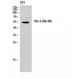 ARA55 / HIC-5 Antibody - Western blot of Hic-5 antibody