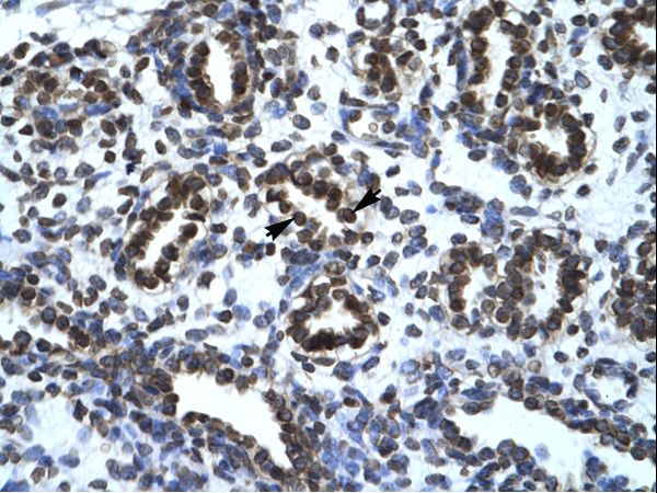 ARA55 / HIC-5 Antibody - Human Lung.  This image was taken for the unconjugated form of this product. Other forms have not been tested.
