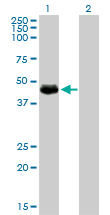 ARA55 / HIC-5 Antibody - Western Blot analysis of TGFB1I1 expression in transfected 293T cell line by TGFB1I1 monoclonal antibody (M01), clone 4B2-D8.Lane 1: TGFB1I1 transfected lysate(47.9 KDa).Lane 2: Non-transfected lysate.
