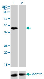 ARA55 / HIC-5 Antibody - Western blot analysis of TGFB1I1 over-expressed 293 cell line, cotransfected with TGFB1I1 Validated Chimera RNAi (Lane 2) or non-transfected control (Lane 1). Blot probed with TGFB1I1 monoclonal antibody (M01), clone 4B2-D8 . GAPDH ( 36.1 kDa ) used as specificity and loading control.