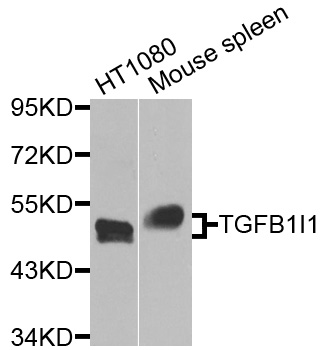 ARA55 / HIC-5 Antibody - Western blot analysis of extracts of various cells.