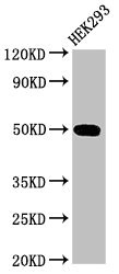 ARA55 / HIC-5 Antibody - Positive Western Blot detected in HEK293 whole cell lysate. All lanes: TGFB1I1 antibody at 3.2 µg/ml Secondary Goat polyclonal to rabbit IgG at 1/50000 dilution. Predicted band size: 50, 48 KDa. Observed band size: 50 KDa