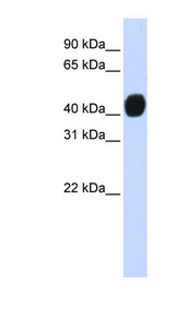 ARA55 / HIC-5 Antibody - TGFB1I1 / HIC-5 antibody Western blot of Transfected 293T cell lysate. This image was taken for the unconjugated form of this product. Other forms have not been tested.