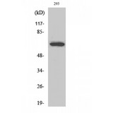ARA70 / NCOA4 Antibody - Western blot of ARA70 antibody