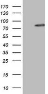 ARA70 / NCOA4 Antibody - HEK293T cells were transfected with the pCMV6-ENTRY control. (Left lane) or pCMV6-ENTRY NCOA4. (Right lane) cDNA for 48 hrs and lysed. Equivalent amounts of cell lysates. (5 ug per lane) were separated by SDS-PAGE and immunoblotted with anti-NCOA4.
