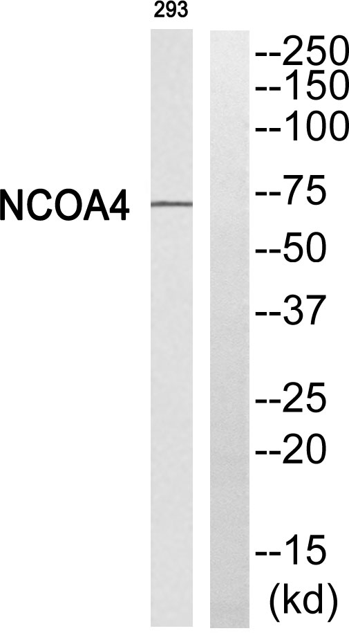 ARA70 / NCOA4 Antibody - Western blot of extracts from 293 cells, using NCOA4antibody.