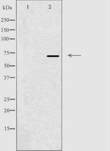 ARA70 / NCOA4 Antibody - Western blot analysis of extracts of 293 cells using NCOA4 antibody. The lane on the left is treated with the antigen-specific peptide.