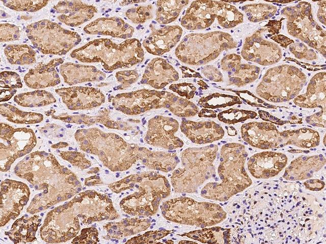 ARA70 / NCOA4 Antibody - Immunochemical staining of human NCOA4 in human kidney with rabbit polyclonal antibody at 1:100 dilution, formalin-fixed paraffin embedded sections.