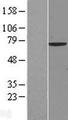 ARA70 / NCOA4 Protein - Western validation with an anti-DDK antibody * L: Control HEK293 lysate R: Over-expression lysate