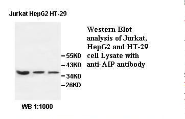 ARA9 / AIP Antibody