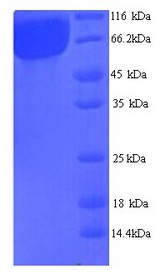 AT1G13450 Protein