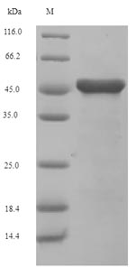 Cystathionine Beta-Lyase Protein - (Tris-Glycine gel) Discontinuous SDS-PAGE (reduced) with 5% enrichment gel and 15% separation gel.