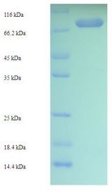 DEGP12 Protein