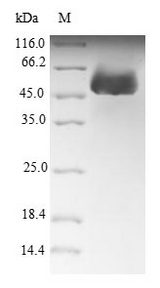 FBL / FIB / Fibrillarin Protein - (Tris-Glycine gel) Discontinuous SDS-PAGE (reduced) with 5% enrichment gel and 15% separation gel.