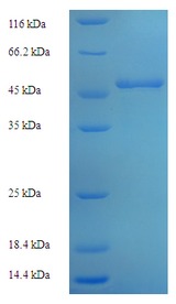 LCY1 Protein