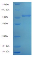 LCY1 Protein
