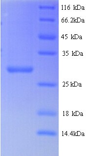 LSC83 Protein