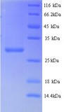 LSC83 Protein