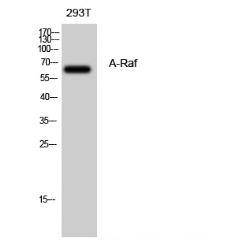 ARAF / ARAF1 / A-RAF Antibody - Western blot of A-Raf antibody