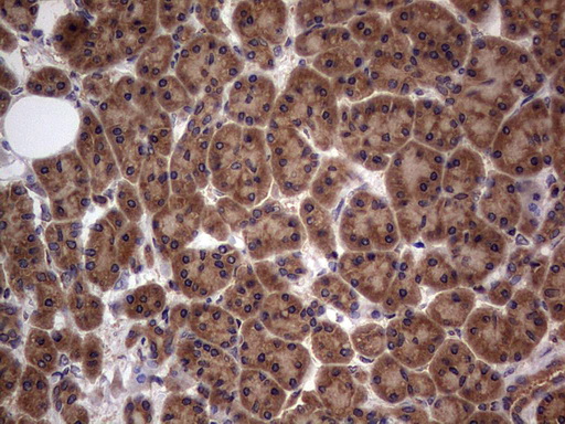 ARAF / ARAF1 / A-RAF Antibody - IHC of paraffin-embedded Human pancreas tissue using anti-ARAF mouse monoclonal antibody. (Heat-induced epitope retrieval by 1 mM EDTA in 10mM Tris, pH8.5, 120°C for 3min).