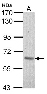 ARAF / ARAF1 / A-RAF Antibody - Sample (30 ug of whole cell lysate). A: Hela. 7.5% SDS PAGE. ARAF / A RAF antibody diluted at 1:1000.