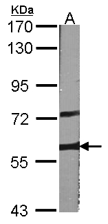 ARAF / ARAF1 / A-RAF Antibody - Sample (30 ug of whole cell lysate). A: NIH-3T3. 7.5% SDS PAGE. ARAF / A RAF antibody diluted at 1:1000.