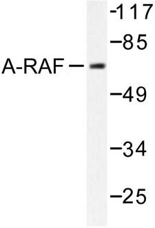 ARAF / ARAF1 / A-RAF Antibody - Western blot of A-RAF (D297) pAb in extracts from HeLa cells treated with PMA 125ng/ml 30'.