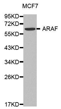 ARAF / ARAF1 / A-RAF Antibody - Western blot analysis of extracts of MCF7 cell lines.
