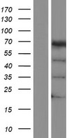 ARAF / ARAF1 / A-RAF Protein - Western validation with an anti-DDK antibody * L: Control HEK293 lysate R: Over-expression lysate