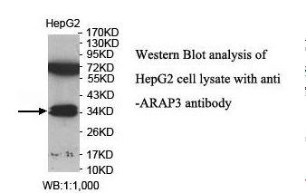 ARAP3 Antibody