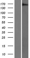 ARAP3 Protein - Western validation with an anti-DDK antibody * L: Control HEK293 lysate R: Over-expression lysate