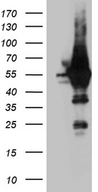 ARC / Arg3.1 Antibody - HEK293T cells were transfected with the pCMV6-ENTRY control. (Left lane) or pCMV6-ENTRY ARC. (Right lane) cDNA for 48 hrs and lysed