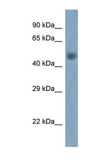 ARC / Arg3.1 Antibody - ARC antibody Western blot of Mouse Brain lysate. Antibody concentration 1 ug/ml.  This image was taken for the unconjugated form of this product. Other forms have not been tested.